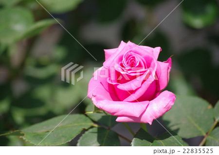 武州　バラ科 22835525