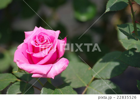 武州　バラ科 22835526