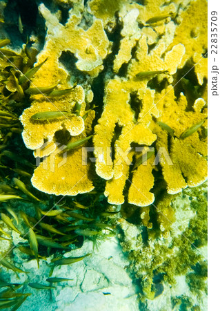 カリブ海の珊瑚に潜む魚の群れ 22835709