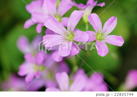 たくさん咲いたピンクのオキザリスの花の写真素材