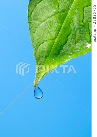 葉っぱから落ちる水滴の写真素材