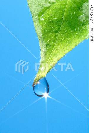 葉っぱから落ちる水滴の写真素材