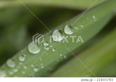 葉についた雨つぶ 22835793