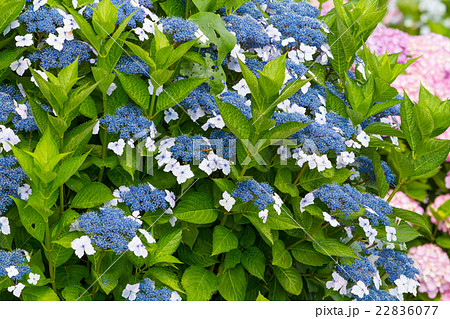 関崎海星館のアジサイ 関崎海星館のアジサイ 22836077