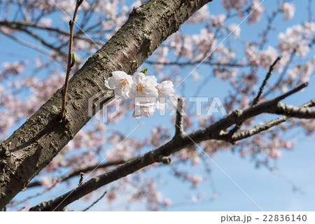 桜のアップ 桜のアップ 22836140