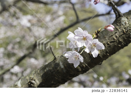 桜のアップ 22836141