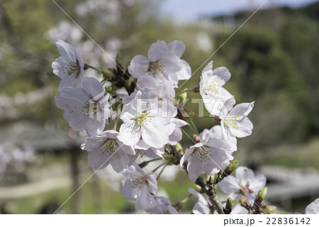 桜のアップ 桜のアップ 22836142