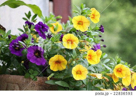 yellow and violet Calibrachoa in the summer garden 22836593