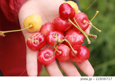 サクランボ狩り 22836717