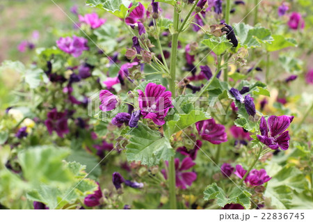 コモンマロウ マロウブルー の花の写真素材