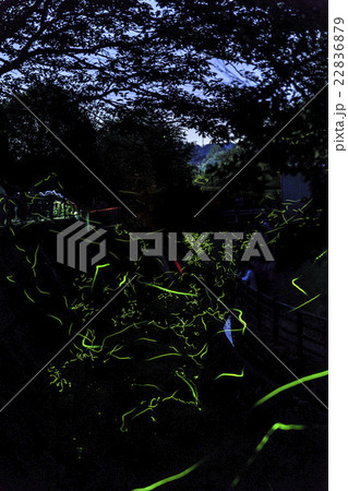 ゲンジボタル 22836879