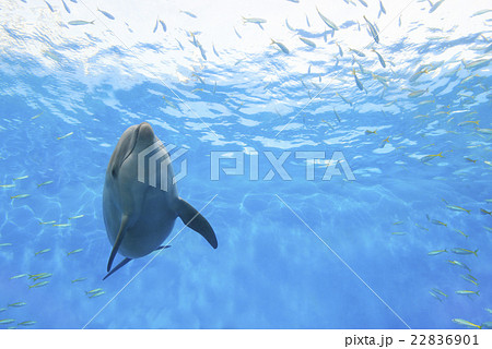 イルカ正面から 22836901