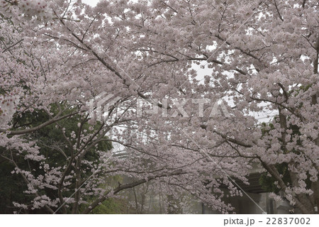 花、桜、桃色＠檜尾公園、堺市 22837002