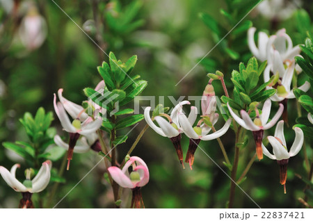 クランベリーの花の写真素材