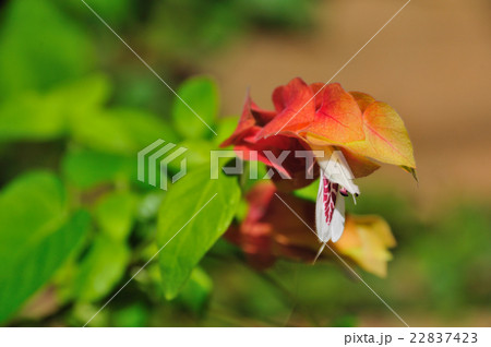 小海老草（こえびそう） 22837423