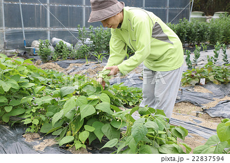 家庭菜園　前傾下向き　さやいんげん 22837594
