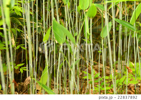 クマザサ クマザサ 22837892