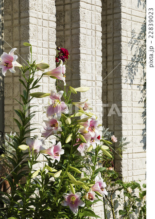朝日の夏の花 22839023