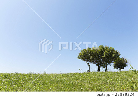 緑と青空 　  22839224