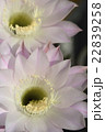 サボテンの花_01 22839258