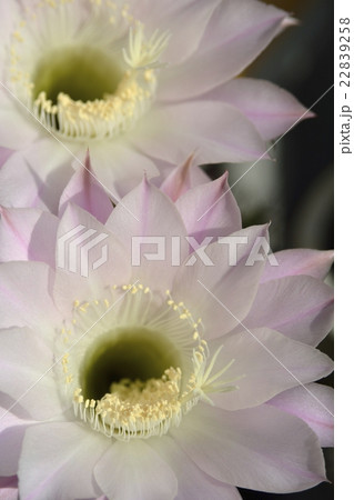 サボテンの花_01 サボテンの花_01 22839258