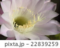 サボテンの花_02 22839259