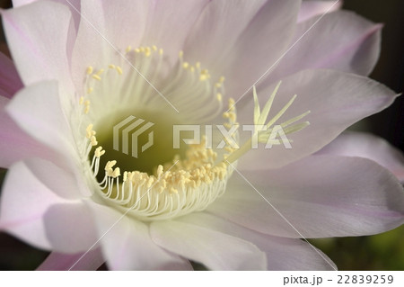 サボテンの花_02 22839259