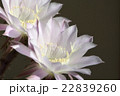 サボテンの花_03 22839260
