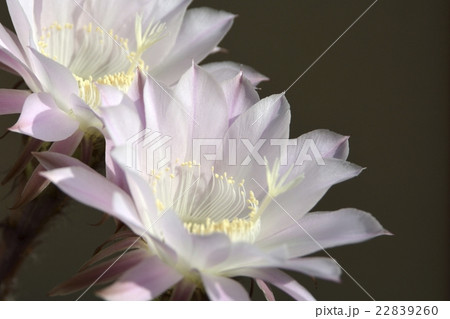 サボテンの花_03 22839260