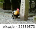 石上神社　神鶏と山の辺の道の碑 22839573