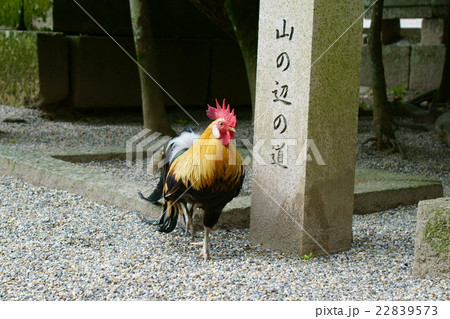 石上神社　神鶏と山の辺の道の碑 22839573