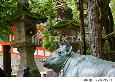 石上神社　撫で牛 22839574