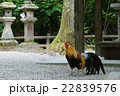 石上神社　神鶏 22839576