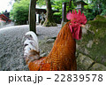 石上神社　神鶏 22839578