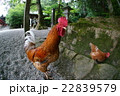 石上神社　神鶏 22839579