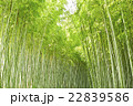 竹林を見上げる 22839586