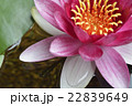 睡蓮_03 22839649