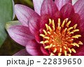 睡蓮_04 22839650