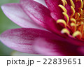 睡蓮_05 22839651
