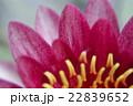 睡蓮_06 22839652