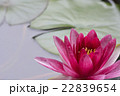 睡蓮_08 22839654