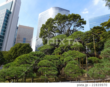 浜離宮の三百年の松と汐留の超高層ビル群 22839970