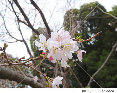 ジュウガツザクラ ジュウガツザクラ 22840028