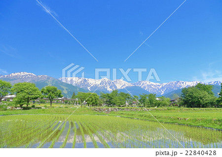 信州長野 水田に映る北アルプスの山々 信州長野 水田に映る北アルプスの山々 22840428
