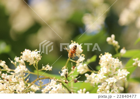 ミツバチ 22840477