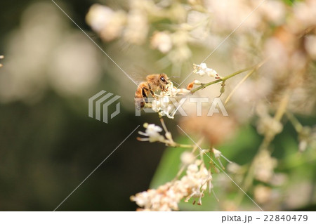 ミツバチ 22840479