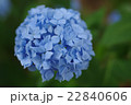 紫陽花 22840606