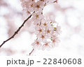 薄曇りの桜 22840608
