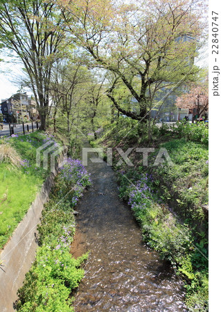 玉川上水  三鷹市 22840747