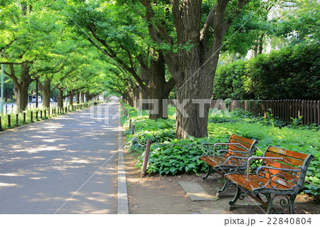 神宮外苑の銀杏並木 22840804
